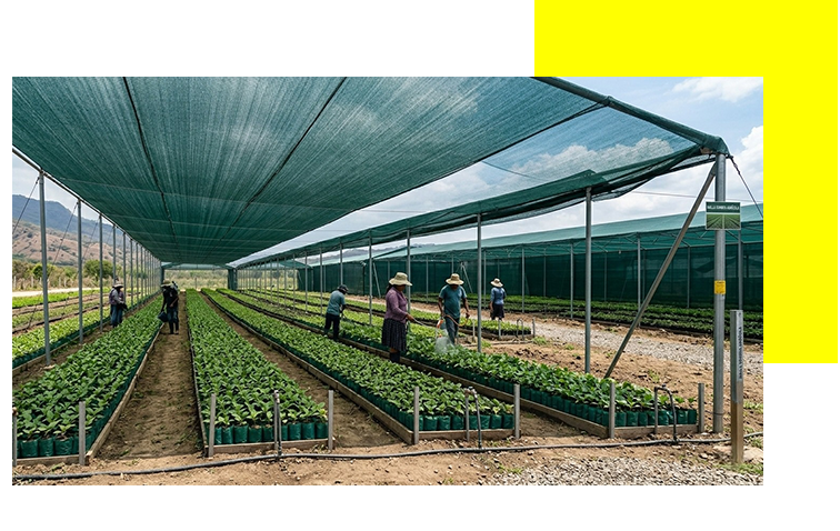 Ejemplo de Malla Sombra